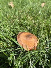 Lactarius camphoratus