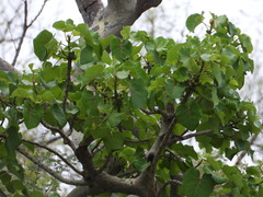 Ficus abutilifolia