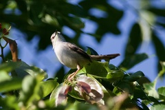 Prinia subflava