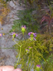 Senecio umbellatus