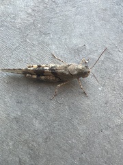 Trimerotropis pallidipennis