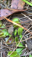 Dionaea muscipula