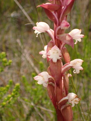 Satyrium acuminatum