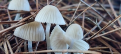 Mycena capillaripes