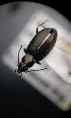Bembidion recticolle