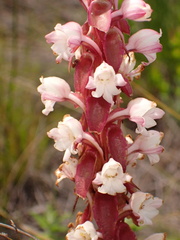 Satyrium acuminatum