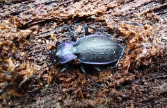 Carabus problematicus