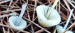 Mycena capillaripes
