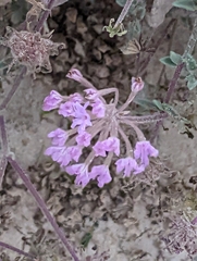 Abronia angustifolia