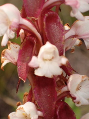 Satyrium acuminatum
