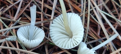 Mycena capillaripes
