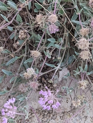 Abronia angustifolia