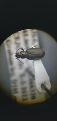 Bembidion recticolle