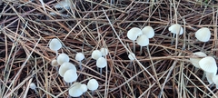 Mycena capillaripes