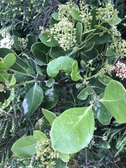 Olea capensis capensis