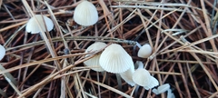 Mycena capillaripes