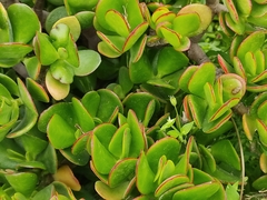 Crassula ovata