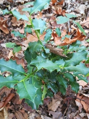 Ilex aquifolium