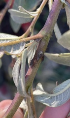 Tuberolachnus salignus