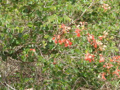 Bauhinia galpinii