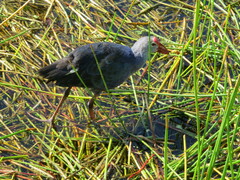 Porphyrio poliocephalus
