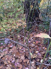 Vaccinium corymbosum