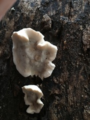 Fungi