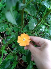 Thunbergia gregorii