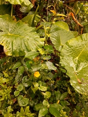 Thunbergia gregorii