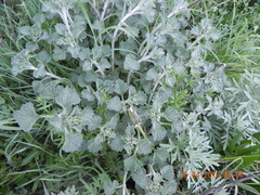 Marrubium