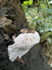 Ganoderma