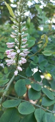 Indigofera jucunda
