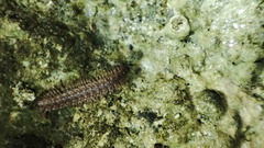 Polydesmus