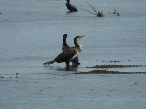 Great Cormorant