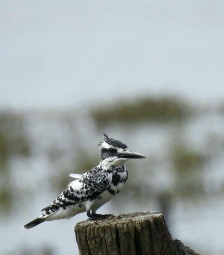 Pied Kingfisher