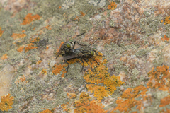 Sarconesia chlorogaster
