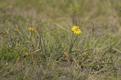 Aspilia montevidensis