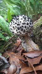 Strobilomyces confusus