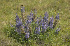 Lupinus multiflorus