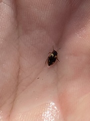 Hydroglyphus geminus