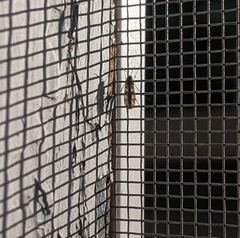 Sciaroidea