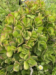 Kalanchoe fedtschenkoi