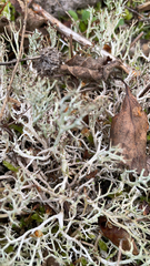 Cladonia furcata