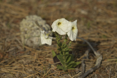 Petunia axillaris