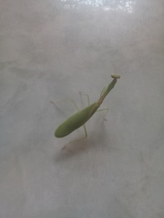 Parastagmatoptera unipunctata