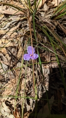 Patersonia