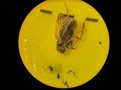 Macropsis
