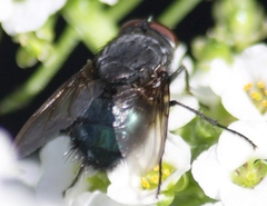 Calliphora vomitoria