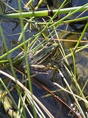 Lithobates berlandieri