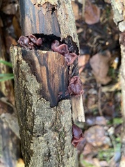 Ascocoryne cylichnium